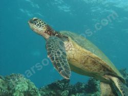 Sea Turtle/ Taken Maui, Hawaii 11/2005 by Dan Pearson 